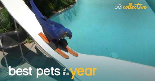 Best Pets of the Year 2020