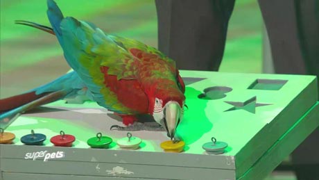 Mark Steiger's parrotshow