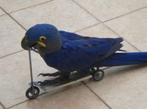Parrot scooter