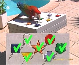 Grünflügelara, Mark Steiger et ses perroquets, Papageienshow