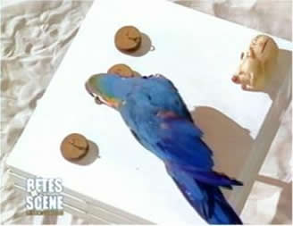 Bonneteau, Mark Steiger, parrot show, spectacle de perroquets