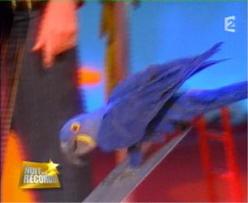 Hyazinth Ara, Mark Steiger's parrot show, spectacle de perroquets