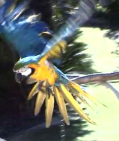 Freiflug Papagei