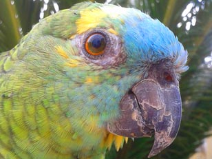Blue fronted amazon