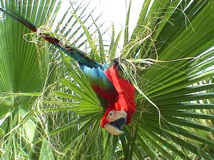 Greenwing macaw