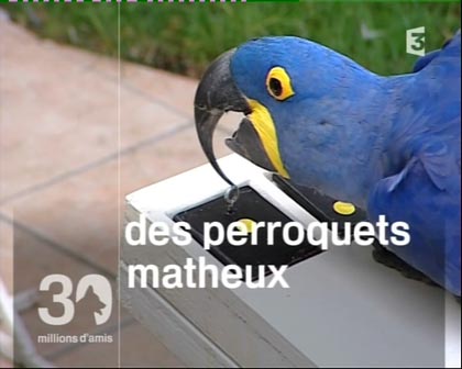 30 millions d'amis - perroquets