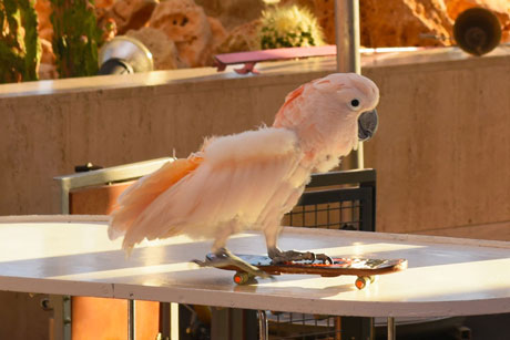 Skateboard, Mark Steiger, parrot show, Papageienshow