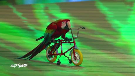 Vélo pour perroquets