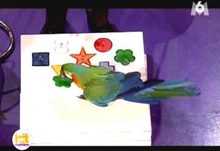 Catalina Ara, Mark Steiger's parrotshow, spectacle de perroquets