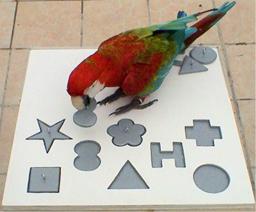 Dunkelroter Ara, Mark Steigers Papageienshow, parrot show